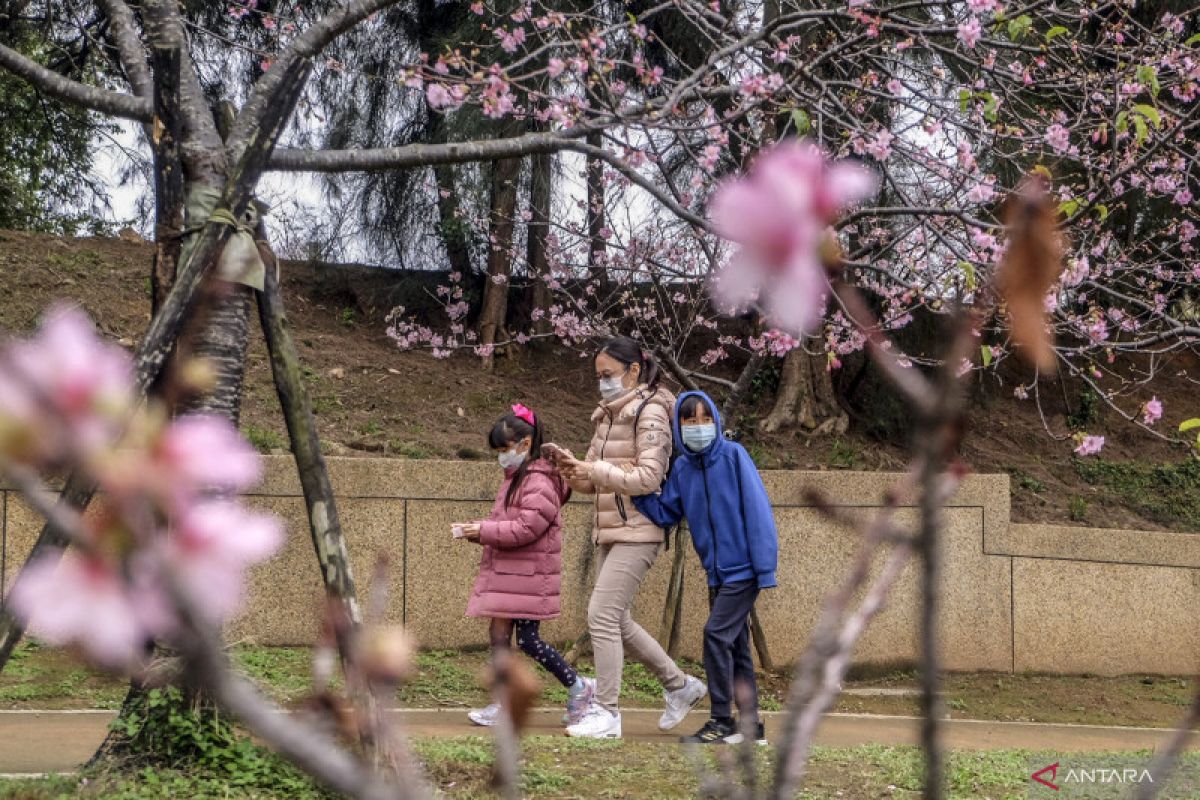 Lima rekomendasi destinasi untuk menikmati mekarnya bunga sakura