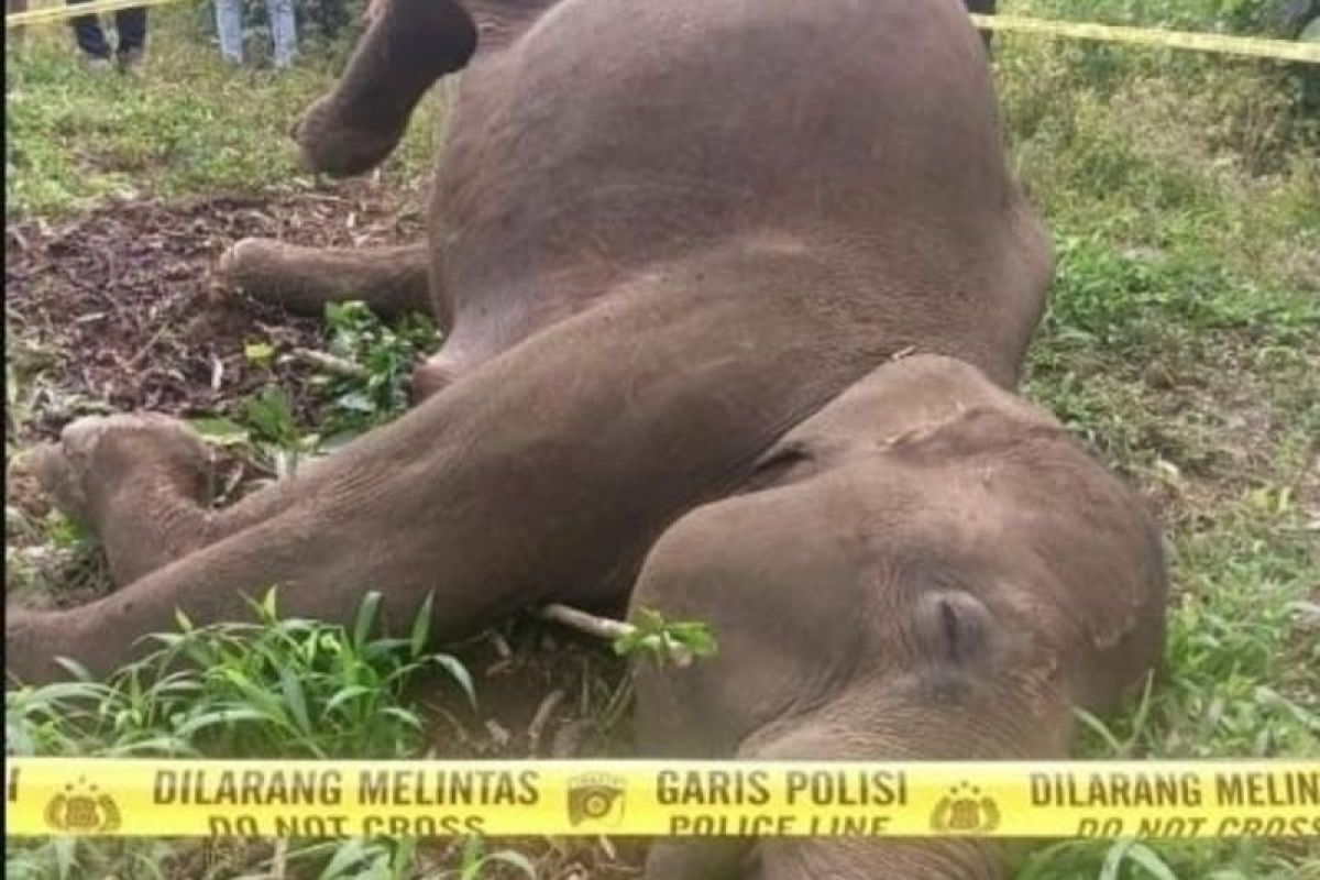 Kemenhut laporkan kematian gajah diduga akibat kawat listrik di Aceh