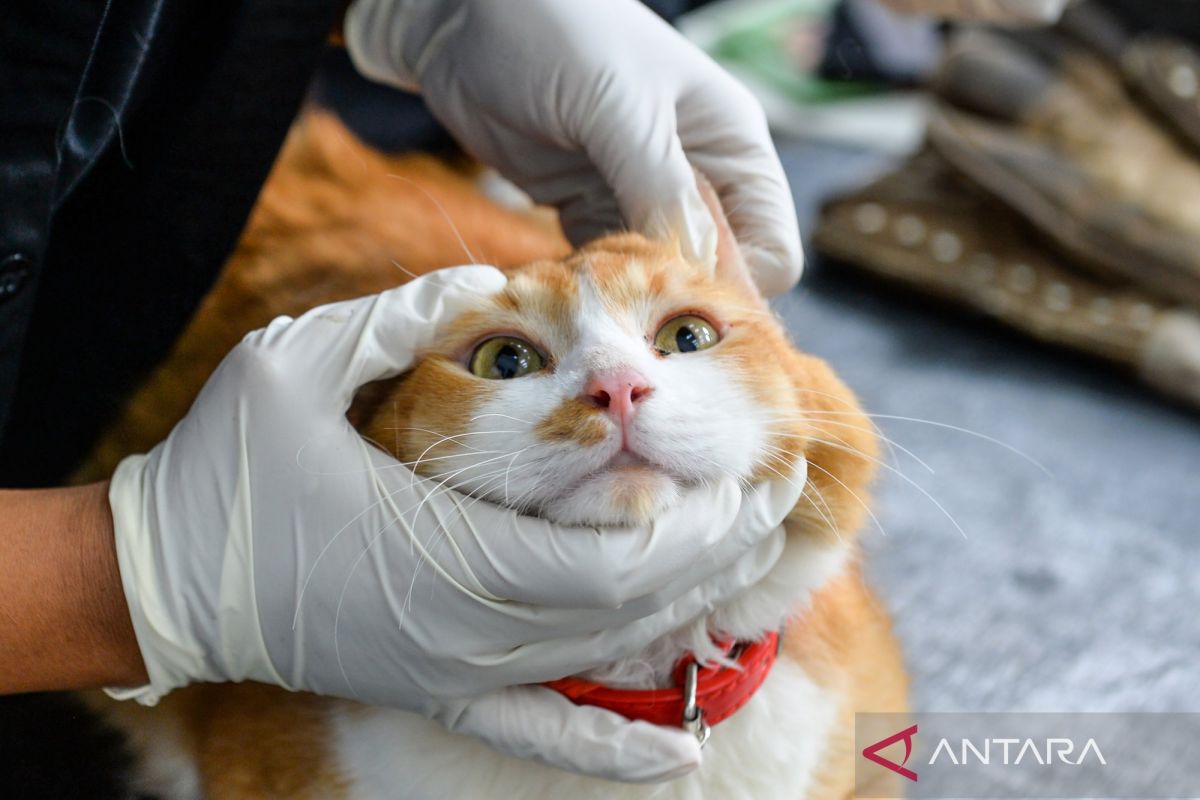 Kontak dengan hewan peliharaan bantu turunkan hormon stres