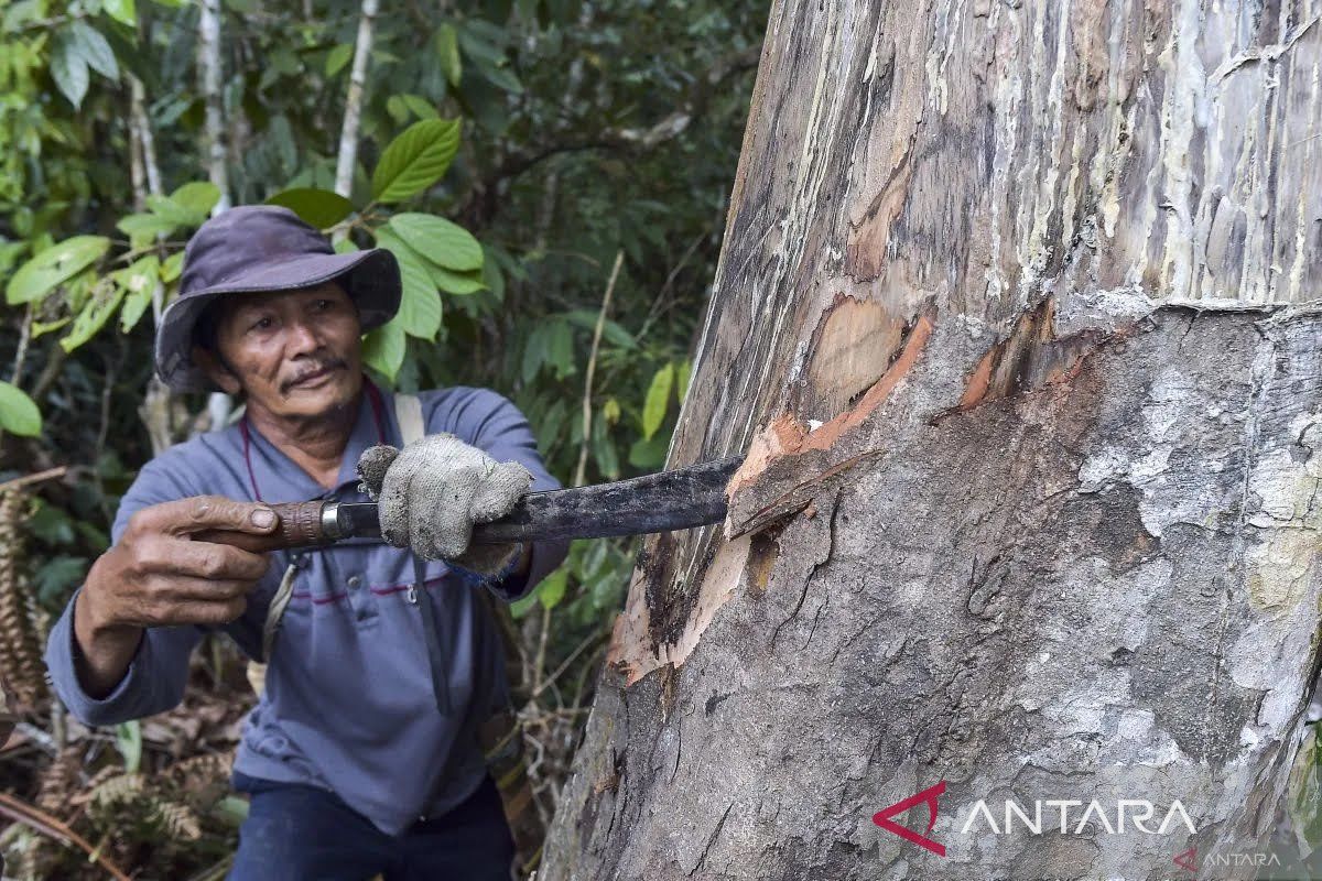Menhut: Perhutanan sosial jaga kelestarian hutan berkelanjutan
