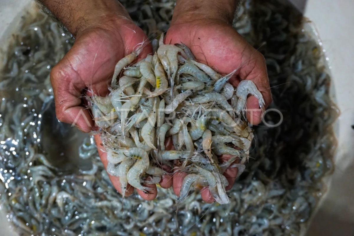 Nilai ekspor produk perikanan capai Rp105,5 triliun pada 2025