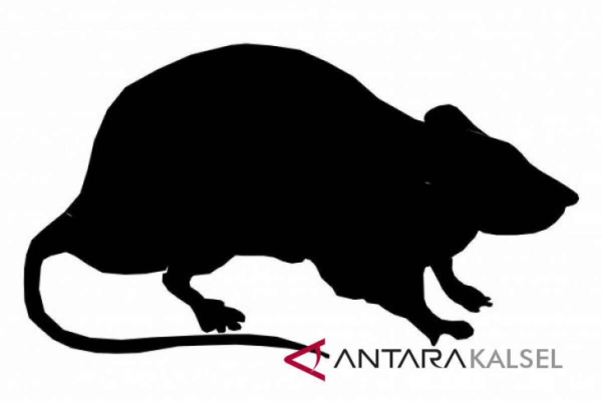 Beragam manfaat kapur barus dan cara aman menggunakannya