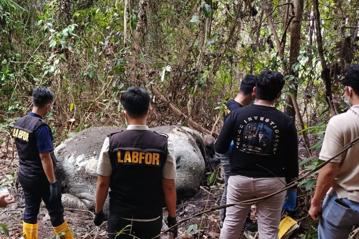 Kemenhut dalami kematian gajah tanpa kepala di area perusahaan di Riau