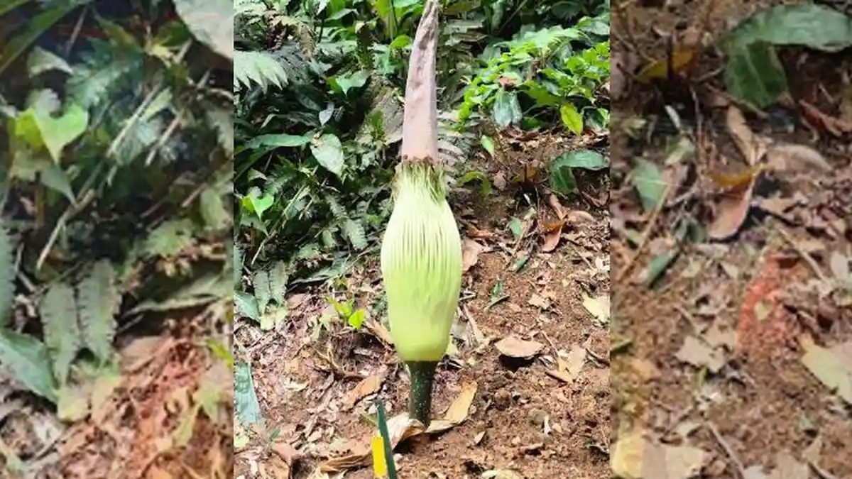 Jadwal Bunga Bangkai Mekar di Kebun Raya Bogor, Penantian Lama Setelah 6 Tahun