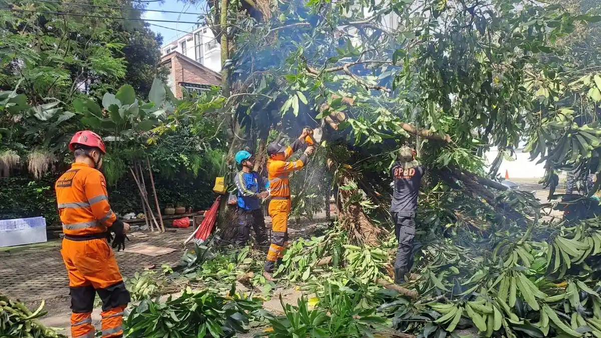 Hujan Deras, Pohon Bungur Setinggi 10 Meter di IPB Baranangsiang Bogor Tumbang, Security Alami Luka