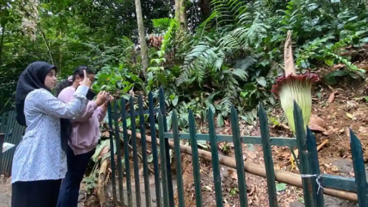Bunga Bangkai Raksasa Mekar Sempurna di Kebun Raya Bogor, Jadi Spot Foto Pengunjung