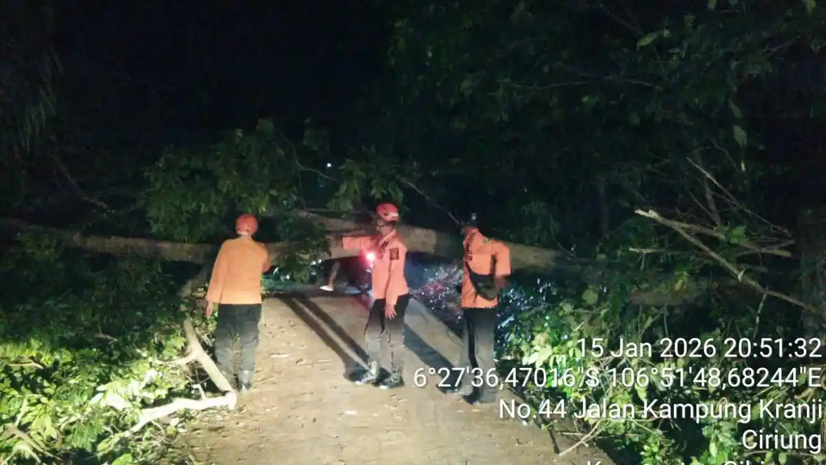 Gara-gara Angin Kencang, Pohon Tumbang Melintang Tutup Akses Jalan di Cibinong Bogor