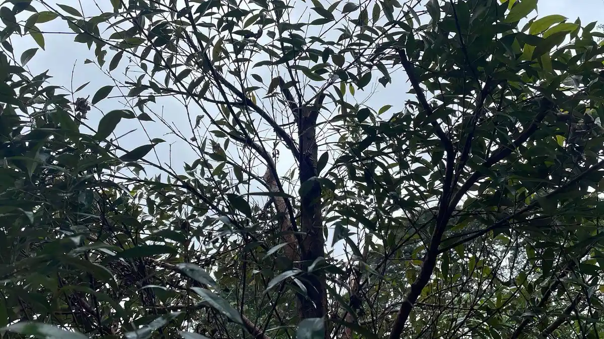 Kondisi Cuaca Kota Bogor Selasa 27 Januari 2026, Gerimis Jelang Makan Siang, Sore Potensi Deras